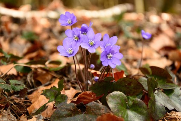 hepatica