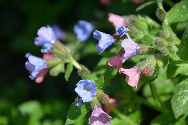 pulmonaria