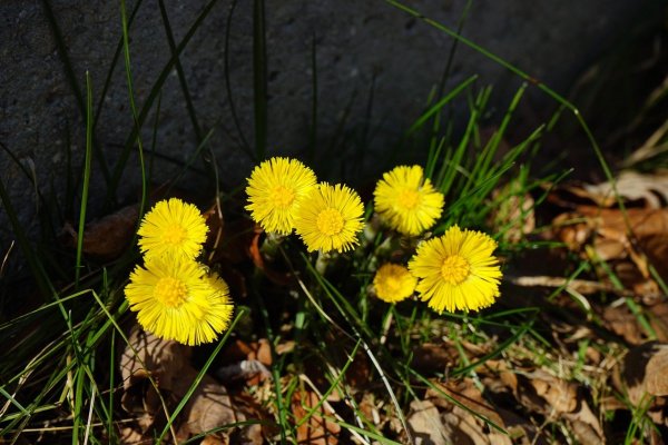 tussilago-farfara-318448_1280