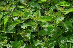 stinging-nettle-785292_640