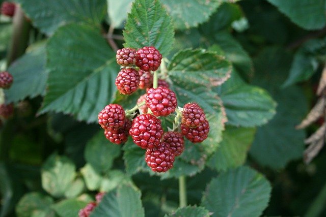 blackberries-175403_640