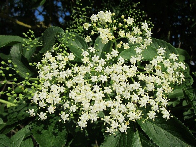 sambucus-nigra-846591_640