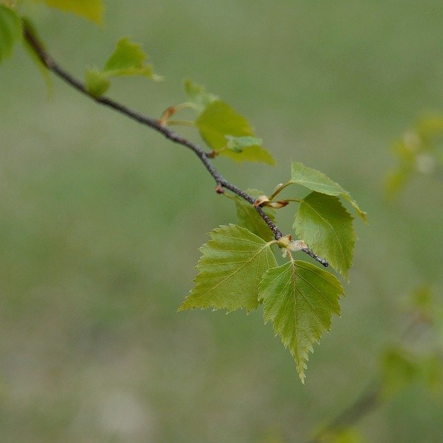 birch-345844_640