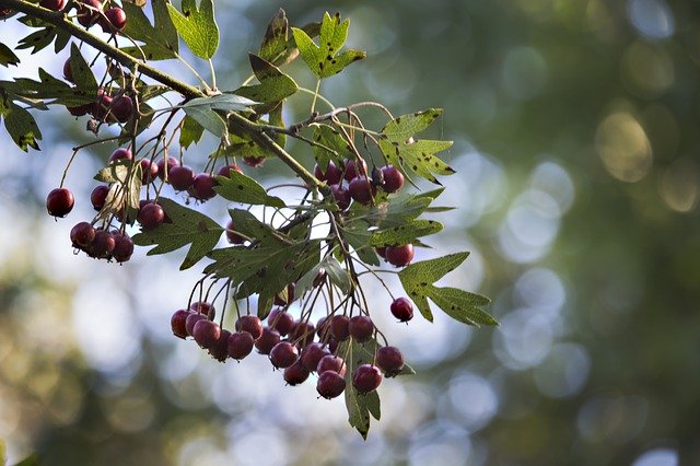 crataegus-983040_640